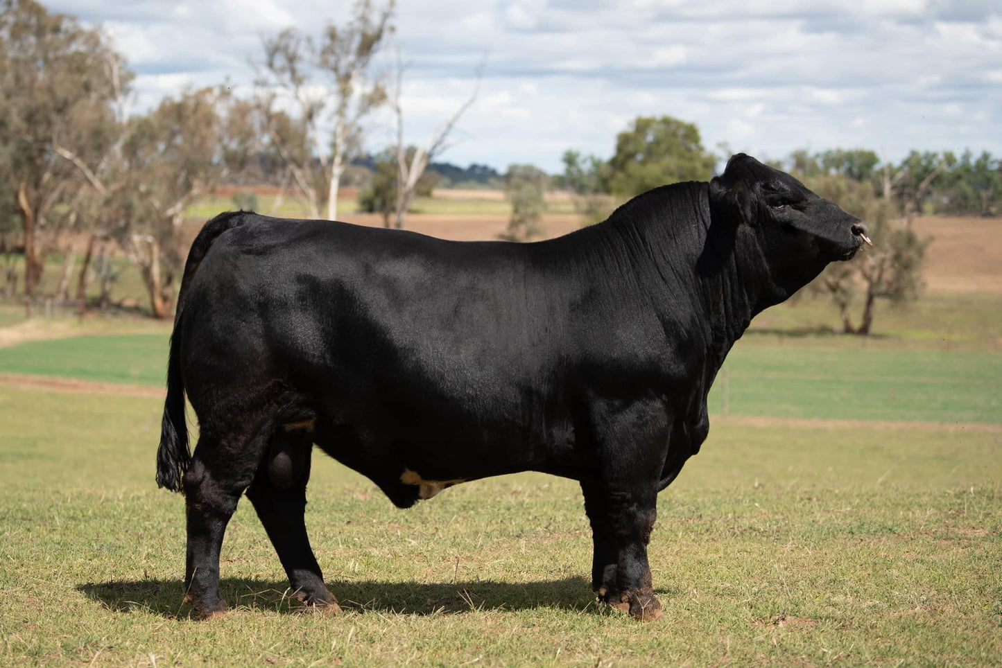 GRANOC LIVESTOCK PANOKA P103