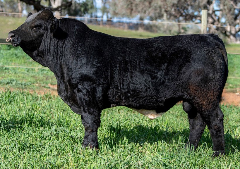 GRANOC LIVESTOCK PHARAOH P107